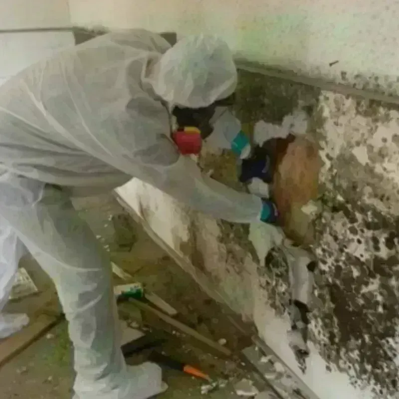 Mold Remediation and Removal in Palm Harbor, FL